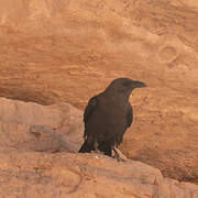 Brown-necked Raven