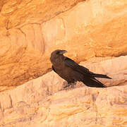 Brown-necked Raven