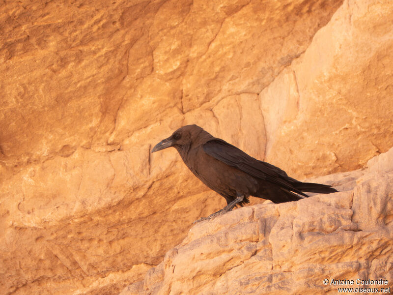 Brown-necked Ravenadult