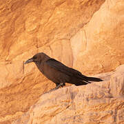 Brown-necked Raven