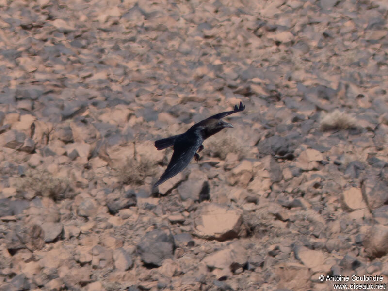 Brown-necked Ravenadult, Flight