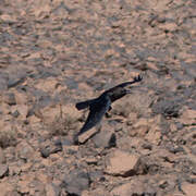 Brown-necked Raven