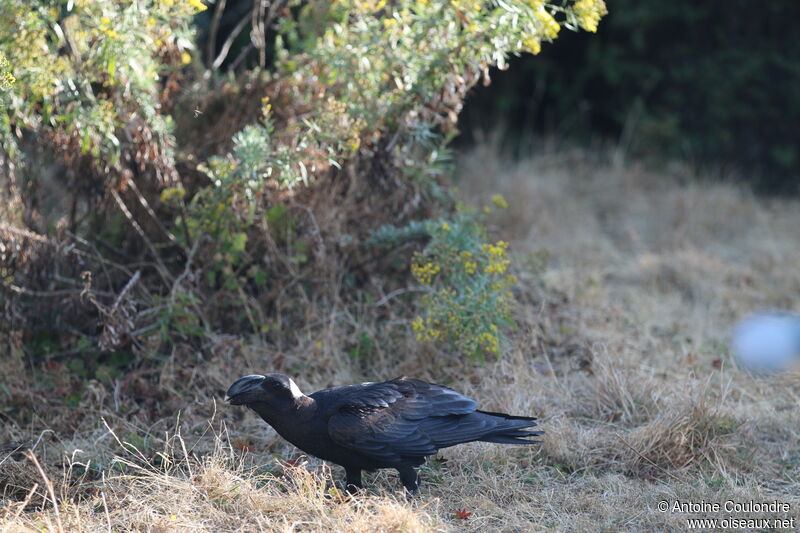 Corbeau corbivauadulte