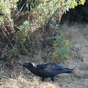 Thick-billed Raven