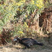 Thick-billed Raven