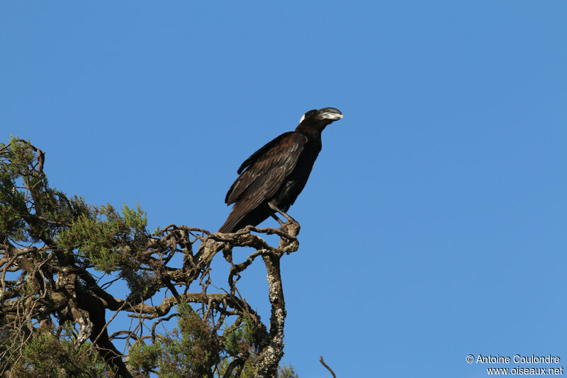 Corbeau corbivauadulte