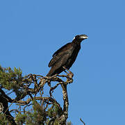 Thick-billed Raven