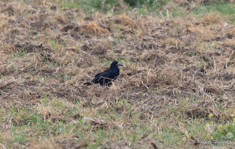 Corbeau freuxadulte