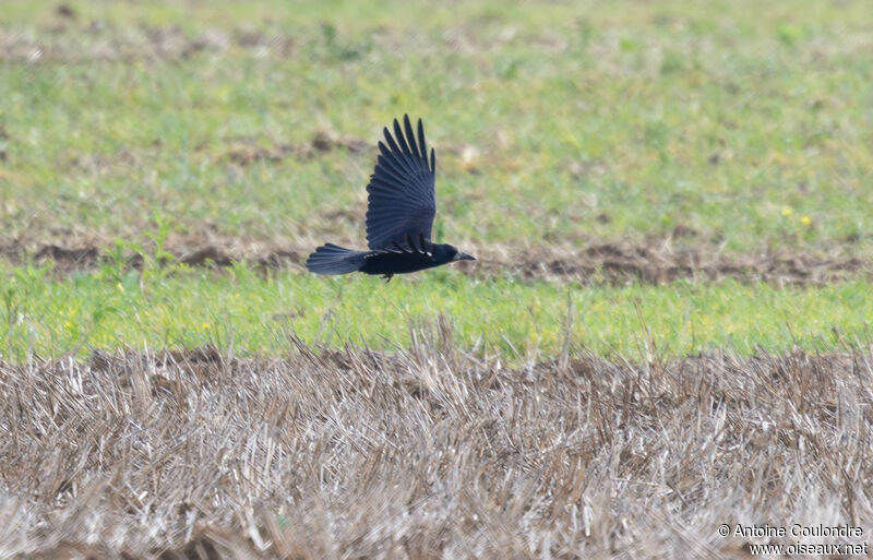 Corbeau freuxadulte, Vol