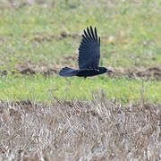 Corbeau freux