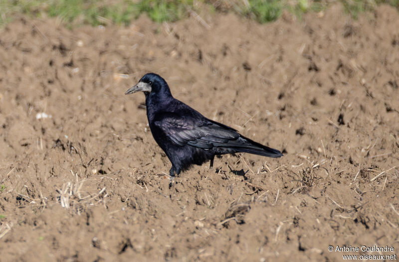 Rookadult post breeding