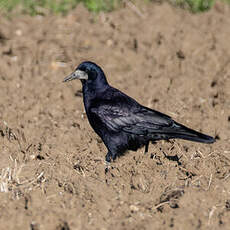 Corbeau freux