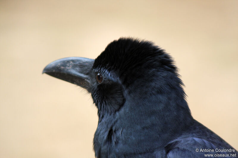 Indian Jungle Crowadult, close-up portrait