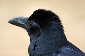 Indian Jungle Crow