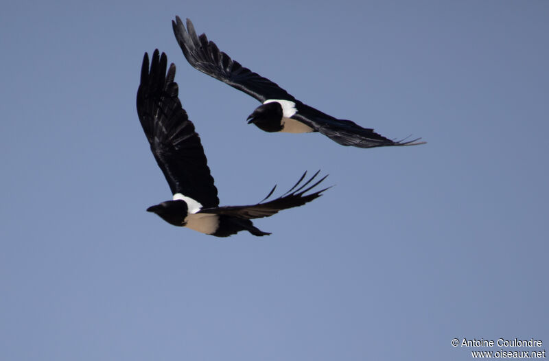 Pied Crow, Flight