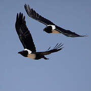 Pied Crow