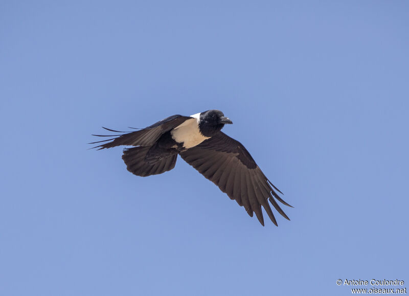 Pied Crowadult, Flight