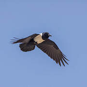 Pied Crow