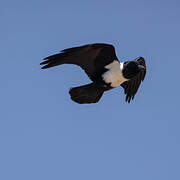 Pied Crow