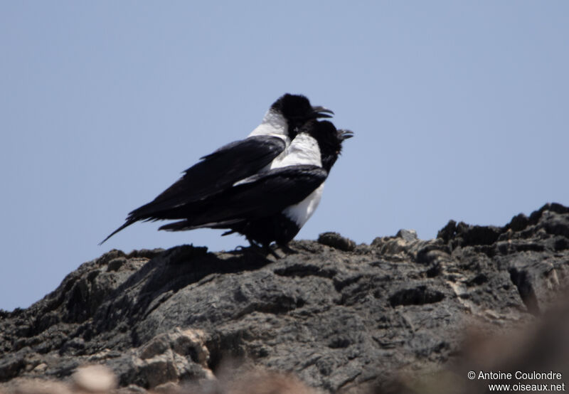 Pied Crowadult