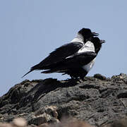 Pied Crow