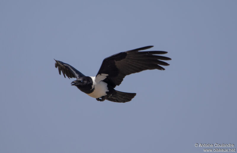 Pied Crowadult, Flight