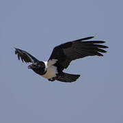 Pied Crow