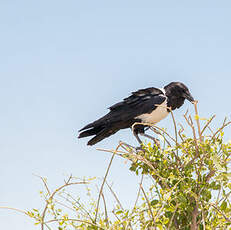 Corbeau pie