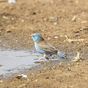 Blue-capped Cordon-bleu