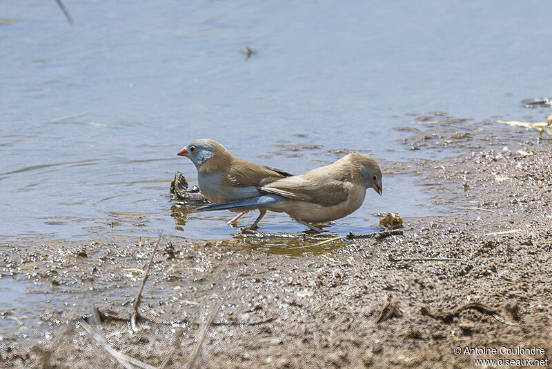 Cordonbleu cyanocéphaleadulte nuptial, boit