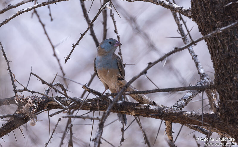 Blue-capped Cordon-bleu male adult breeding