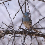 Blue-capped Cordon-bleu