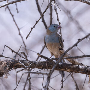 Cordonbleu cyanocéphale