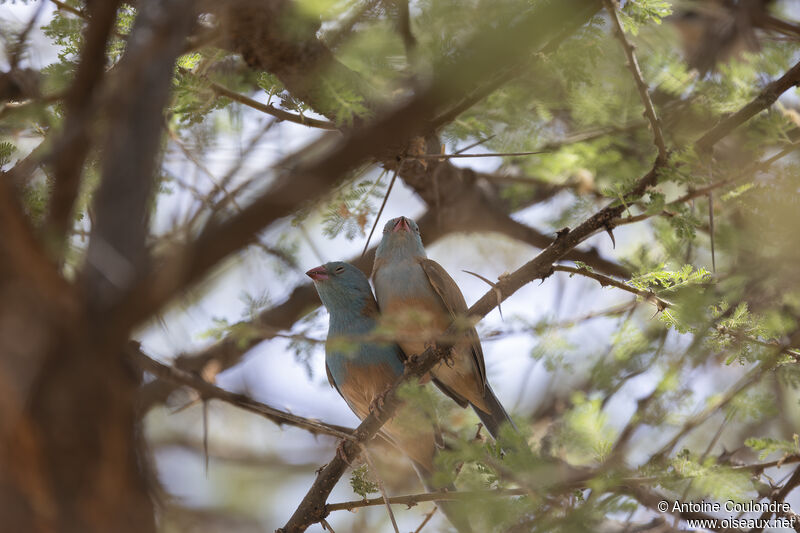 Blue-capped Cordon-bleuadult breeding, courting display