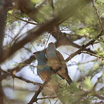 Cordonbleu cyanocéphale