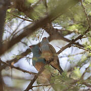 Blue-capped Cordon-bleu