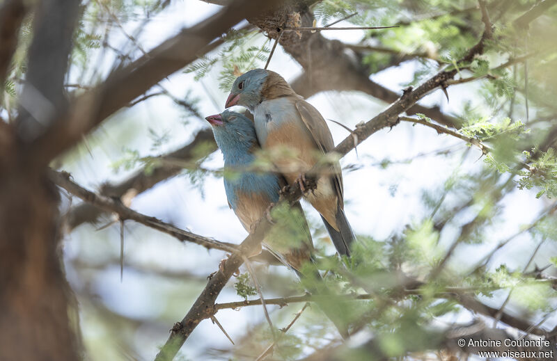 Blue-capped Cordon-bleuadult breeding, courting display