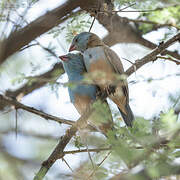 Blue-capped Cordon-bleu