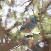 Blue-capped Cordon-bleu