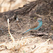 Blue Waxbill