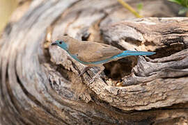 Blue Waxbill