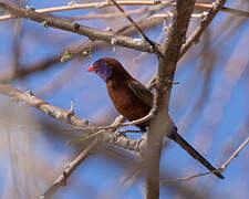 Violet-eared Waxbill