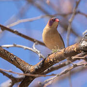 Violet-eared Waxbill