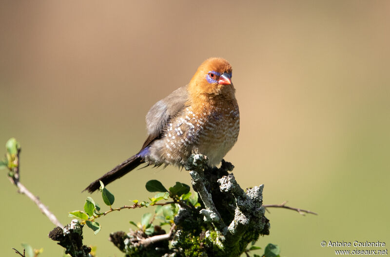 Purple Grenadier female adult