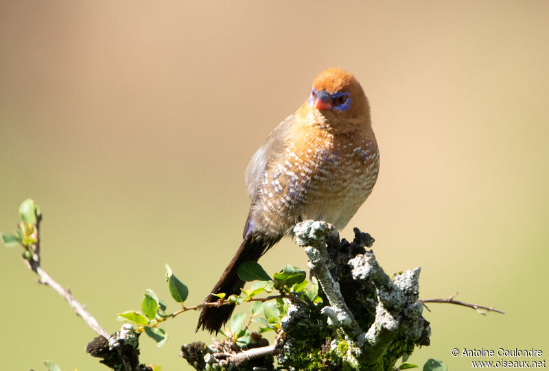 Purple Grenadier female adult