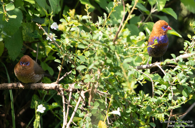 Purple Grenadieradult breeding