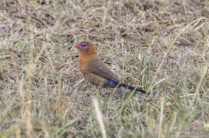 Purple Grenadieradult