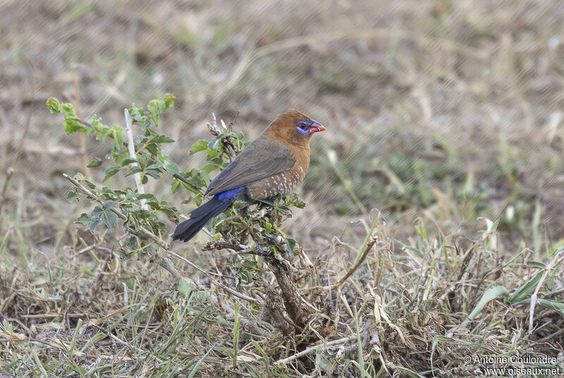 Cordonbleu violacéadulte