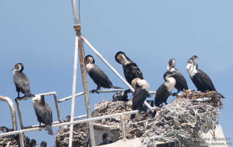 Cormoran à poitrine blancheadulte