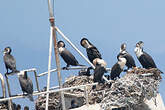 Cormoran à poitrine blanche